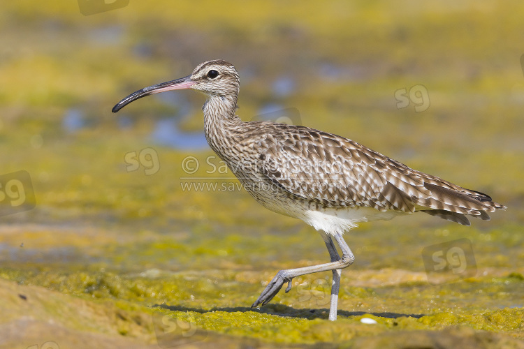 Eurasian Whimbrel